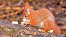 Eichhörnchen (38).jpg